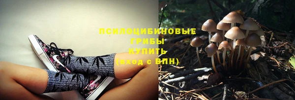 хмурый Осинники